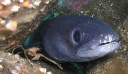 Congrio (Conger conger) y araña de mar. Islas Cíes, Vigo,... by Ramon Nuñez 